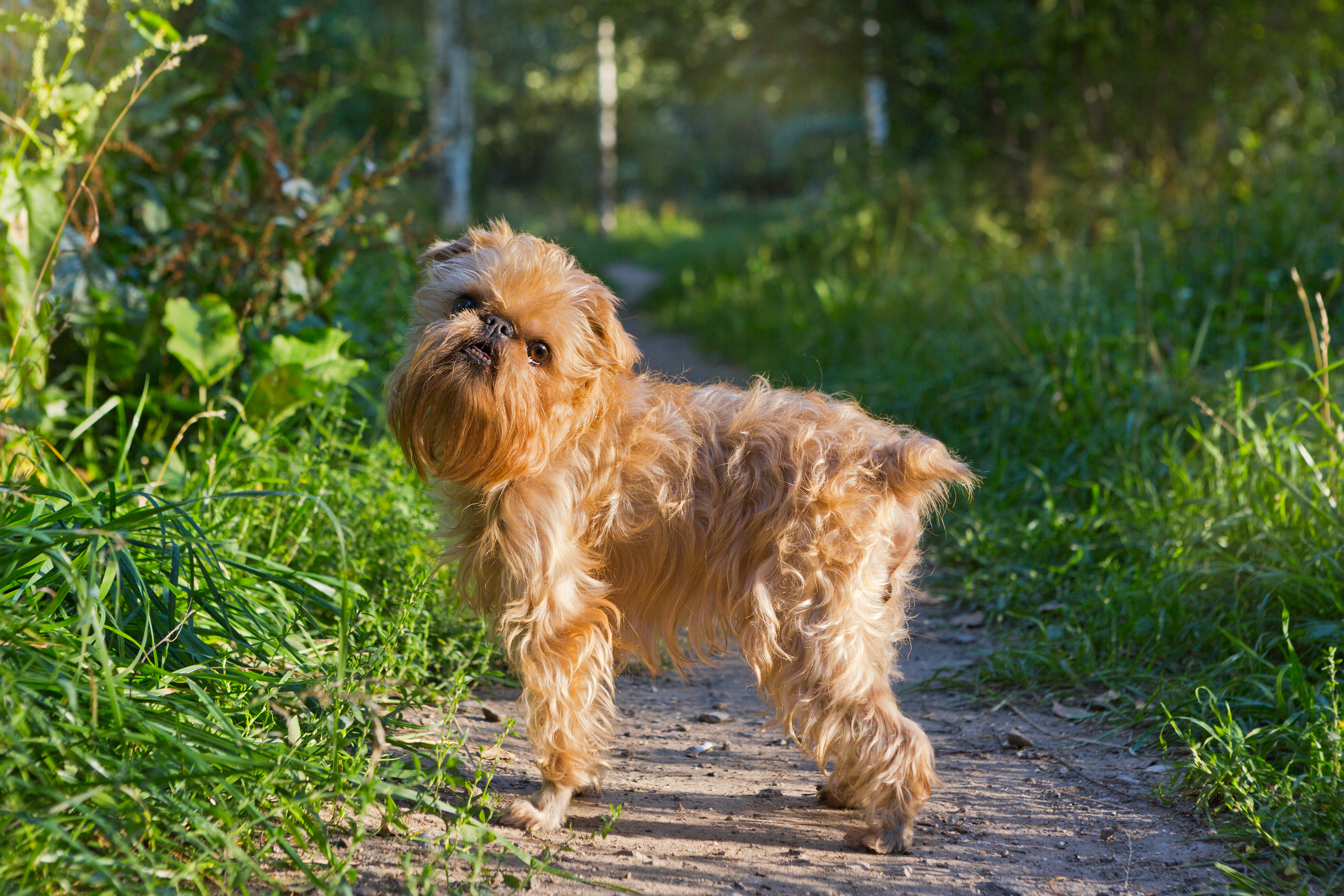 Histoire de la race Griffon
