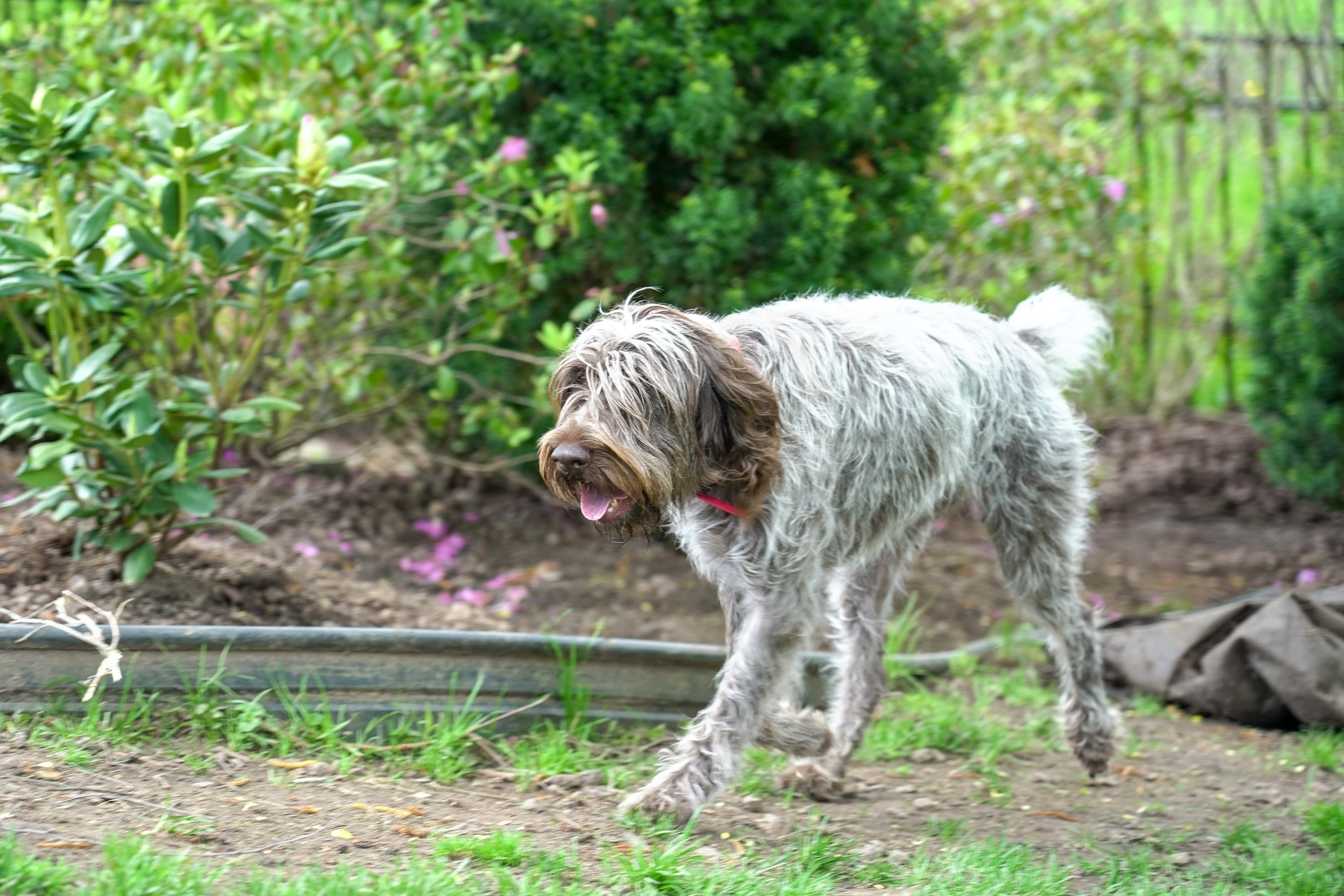 Griffon - en balade