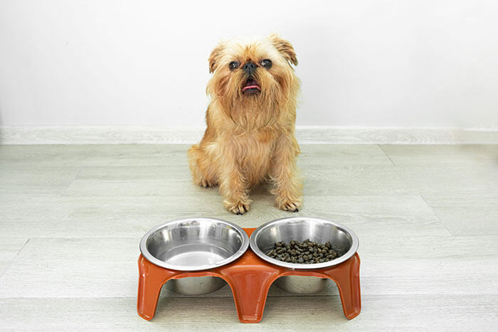 Alimentation du Griffon