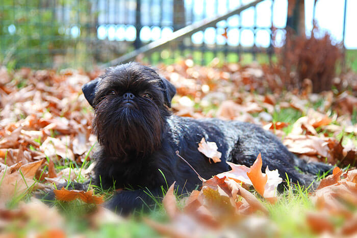 Griffon - dans les feuilles mortes